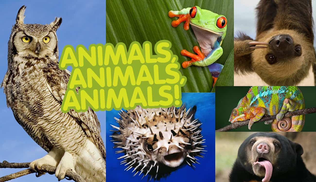 فيديو.. كيف ترى الحيوانات العالم من حولها؟