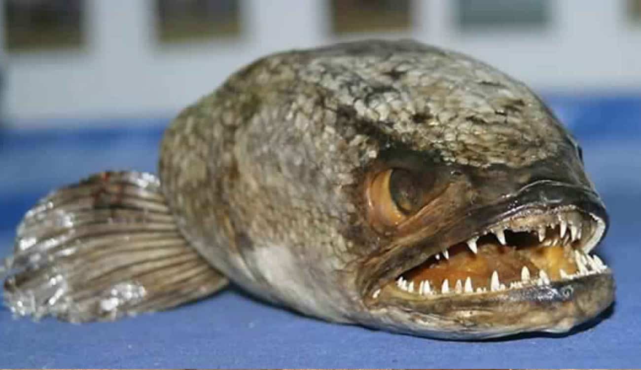 بالفيديو.. «سمكة الزومبي» تعود إلى الحياة وتقفز من طبق الطعام