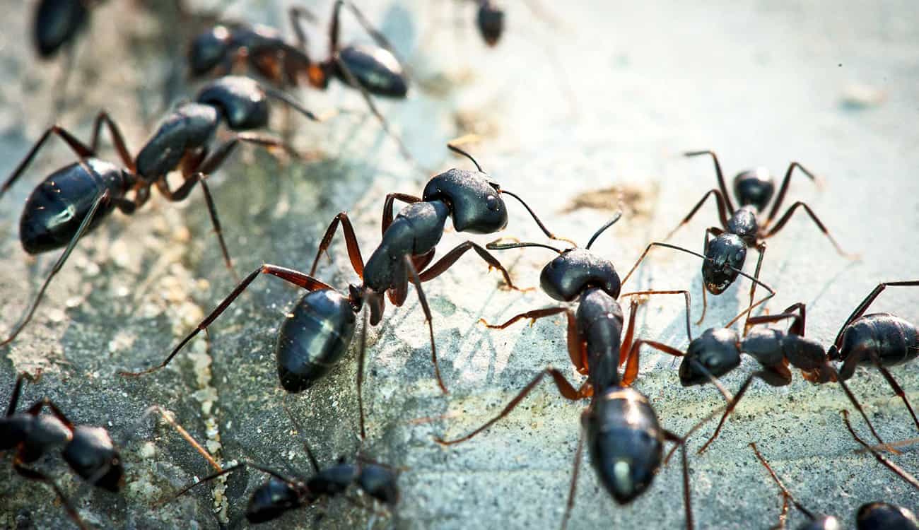 الحل الأخير لردع هجوم نمل الصيف على مطبخك