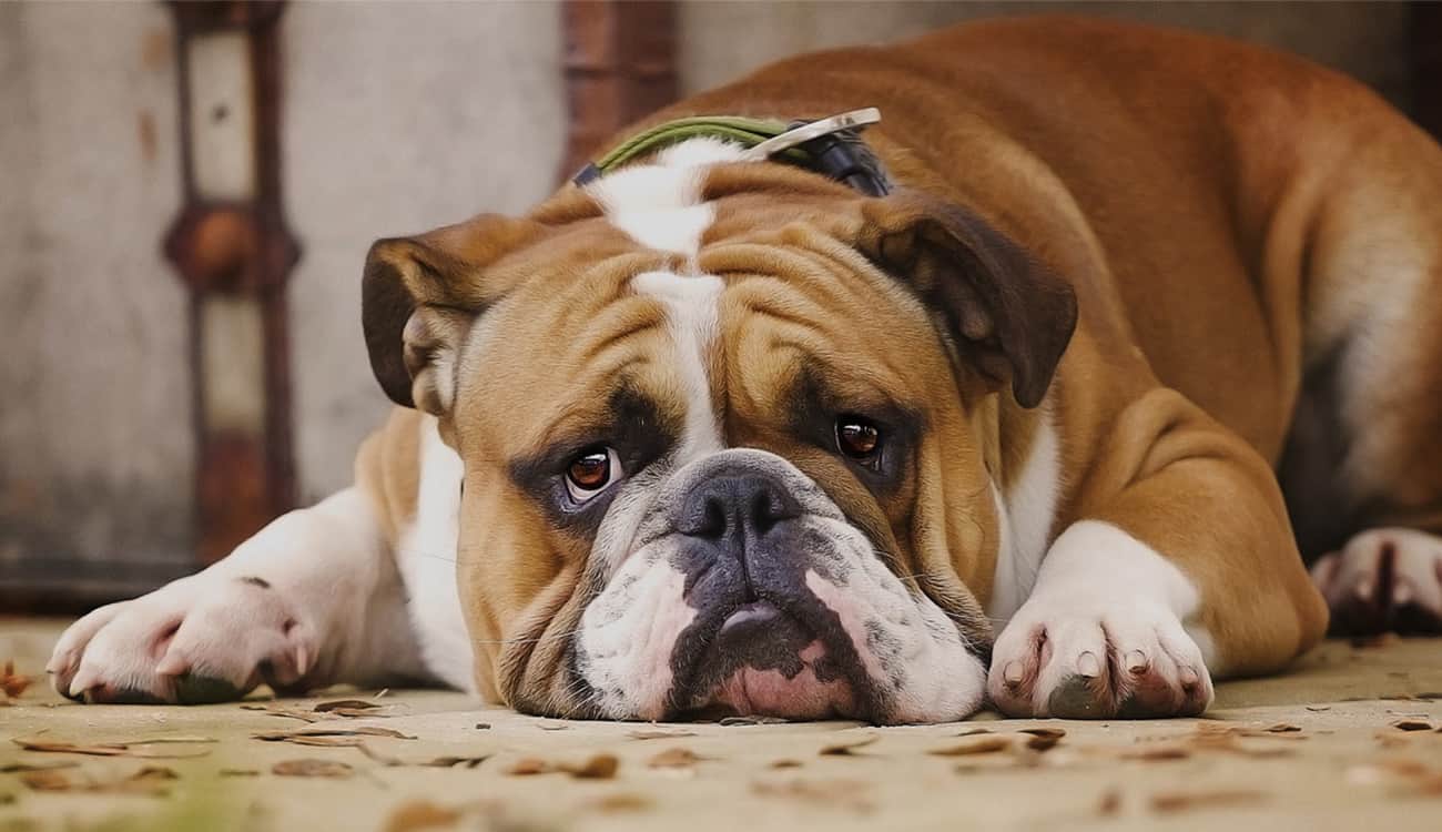 بالفيديو.. كلب ينجو من الموت بين أنياب ثعبان ضخم بمساعدة البشر