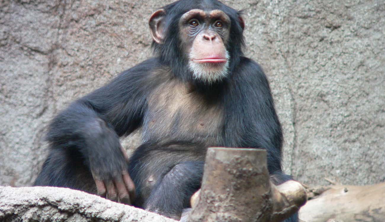 بالفيديو والصور.. شمبانزي يدخن السجائر ولا يستطيع الإقلاع عنها