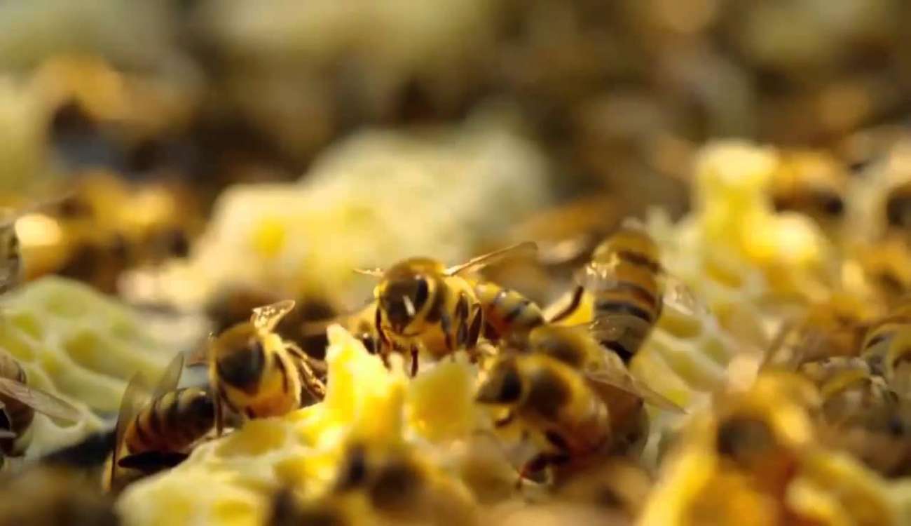 80 ألف نحلة تهاجم امرأة أمريكية.. مصير مروع