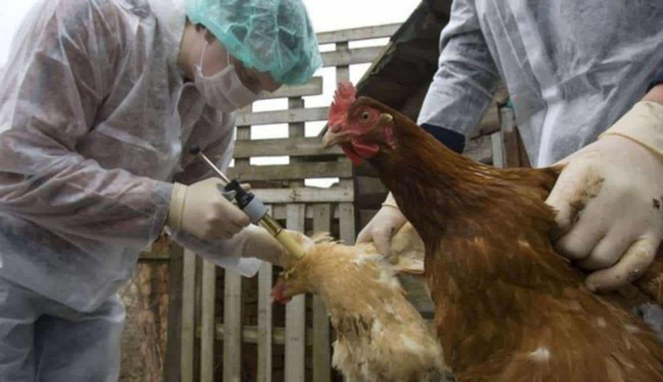 وزارة البيئة والمياه والزراعة تعلن اكتشاف إصابة بإنفلونزا الطيور في الرياض
