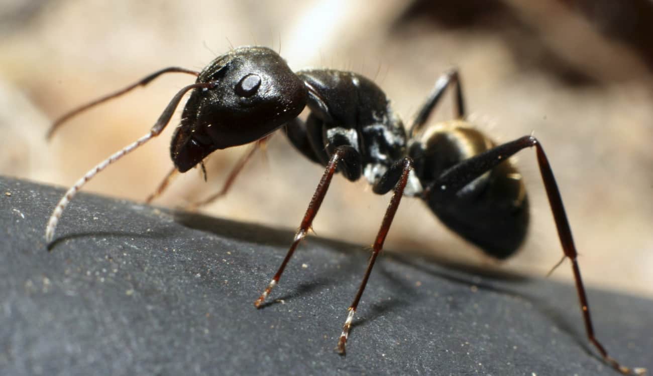 بالفيديو.. صيحة أظافر «النمل الحيّ» تثير الغضب والتساؤل