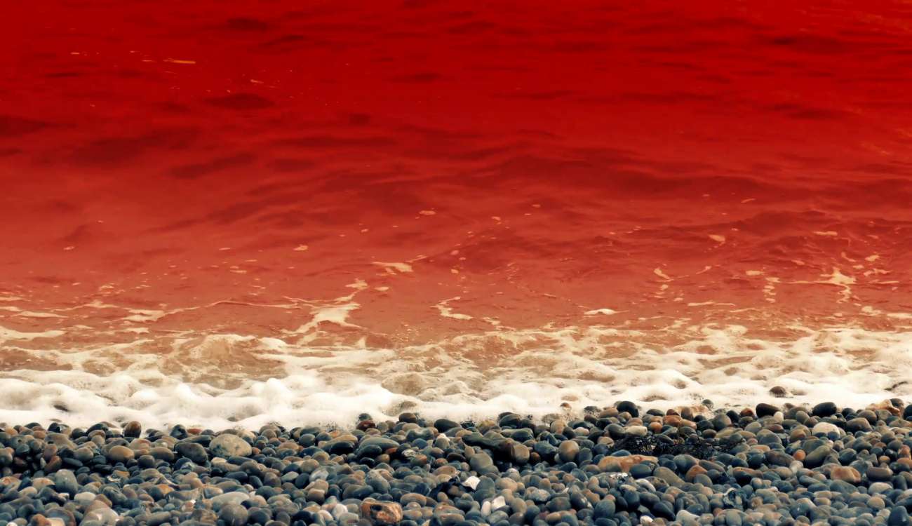 بالصور.. الدم يغمر مياه هذا الشاطئ بسبب مذبحة حيتان غير إنسانية