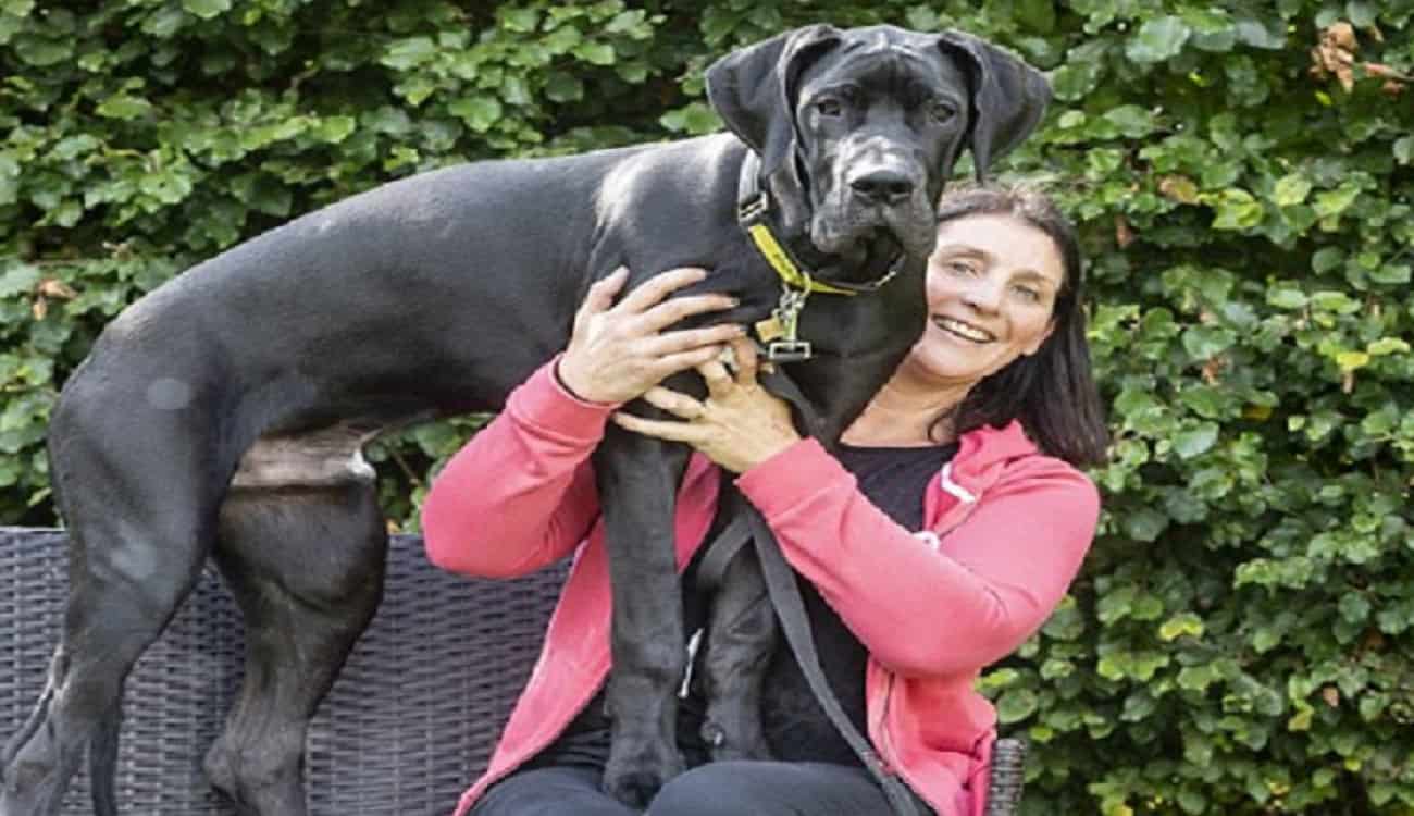 وزنه يصل إلى 95 رطلا وطوله 6 أقدام.. عائلة تتبنى أضخم كلب في بريطانيا!