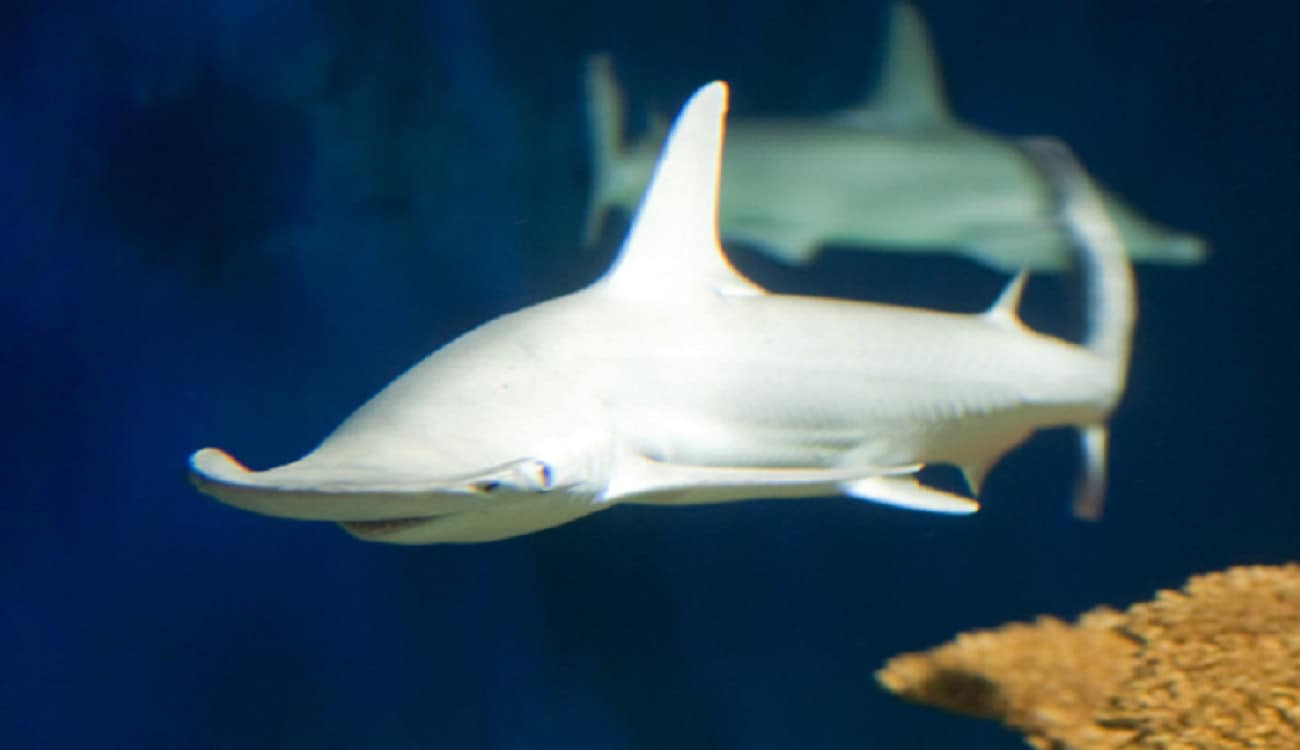 بالصور.. اكتشاف أول أنواع القرش آكلة الأعشاب البحرية
