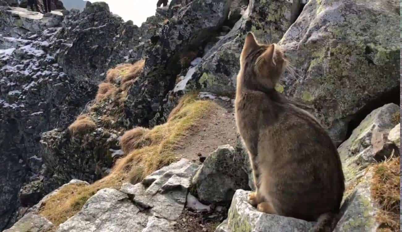 بالفيديو.. قطة تلتقي مغامرا فوق أعلى قمة جبلية في بولندا.. كيف وصلت إلى هناك؟