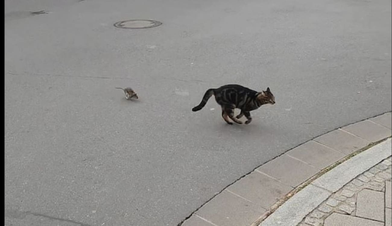 بالفيديو.. مطاردة من نوع خاص ينتصر فيها الفأر على القط للمرة الأولى!