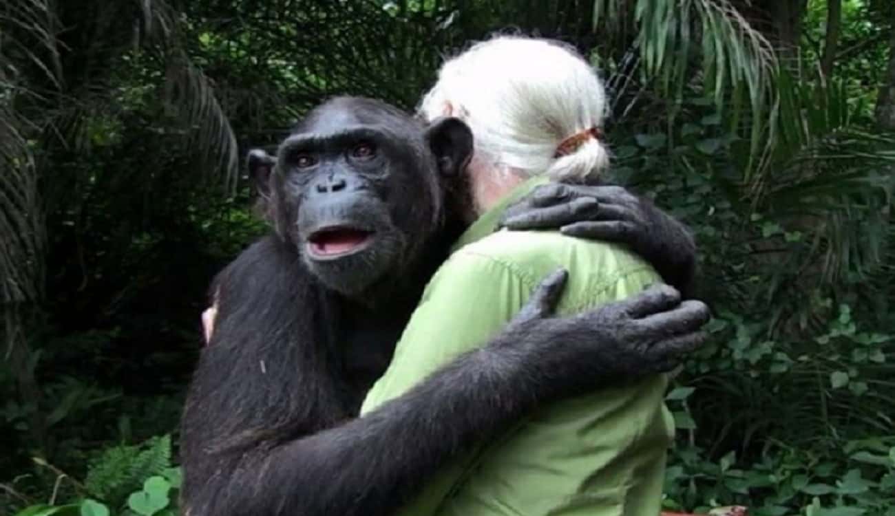 بالفيديو.. لحظة مؤثرة لأنثى شمبانزي تحتضن منقذيها من الموت