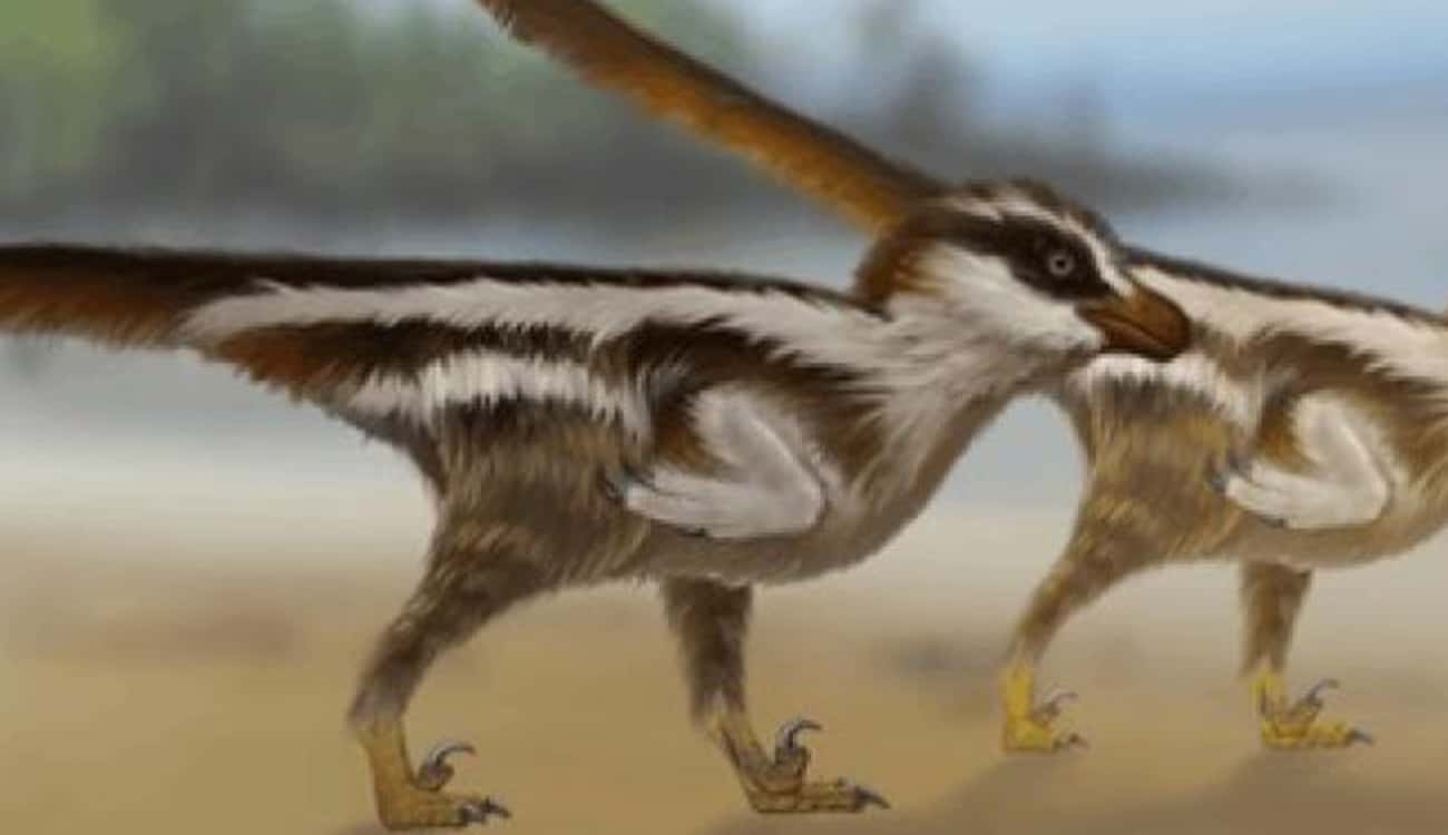 أصغر ديناصور في التاريخ.. بحجم «عُصيفير»