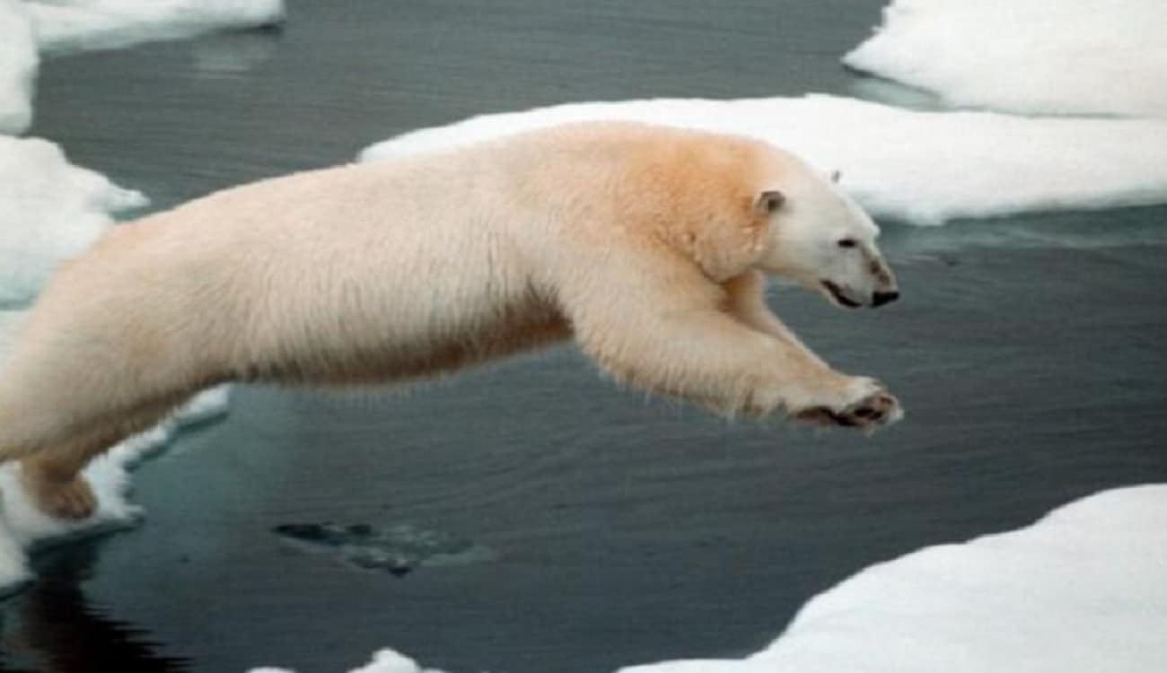 بالصور.. دب قطبي يقفز من الجليد إلى غواصة نووية روسية بحثا عن الطعام