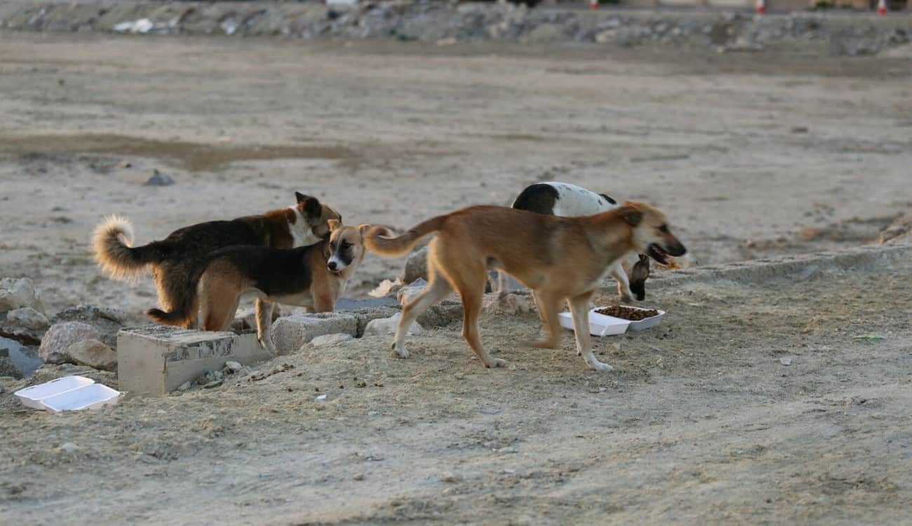 أنقذه مقيمان.. 3 كلاب مسعورة تصيب مواطنًا في تبوك