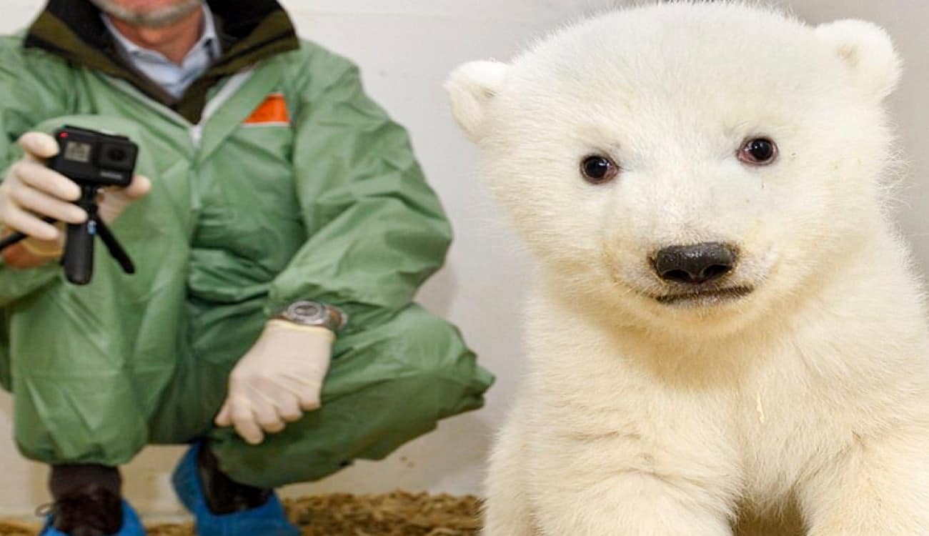 الإعلان عن جنس مولود الدب القطبي المهدد بالانقراض