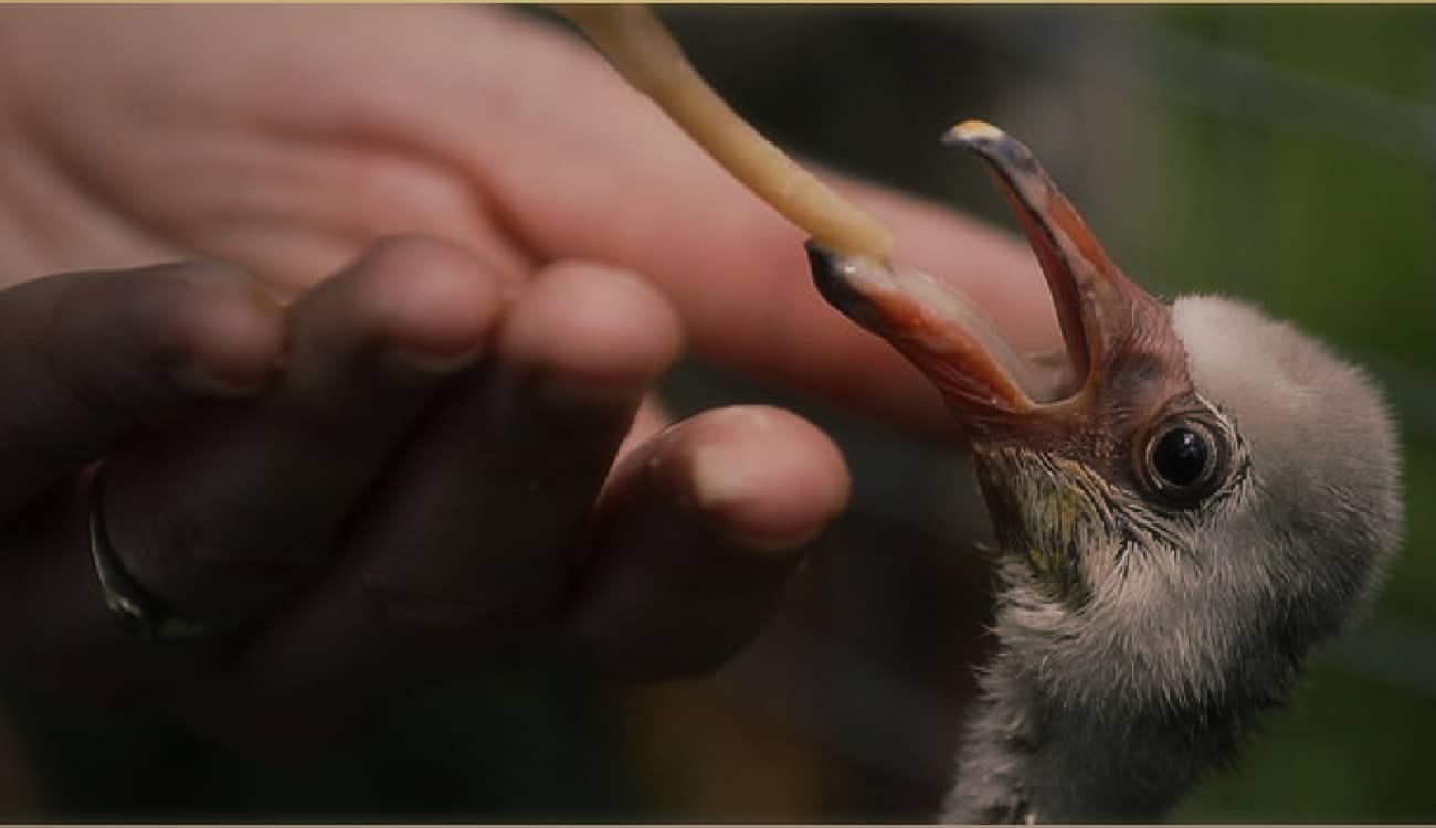 بالصور.. إنقاذ 3000 طائر فلامينغو هجرها الآباء