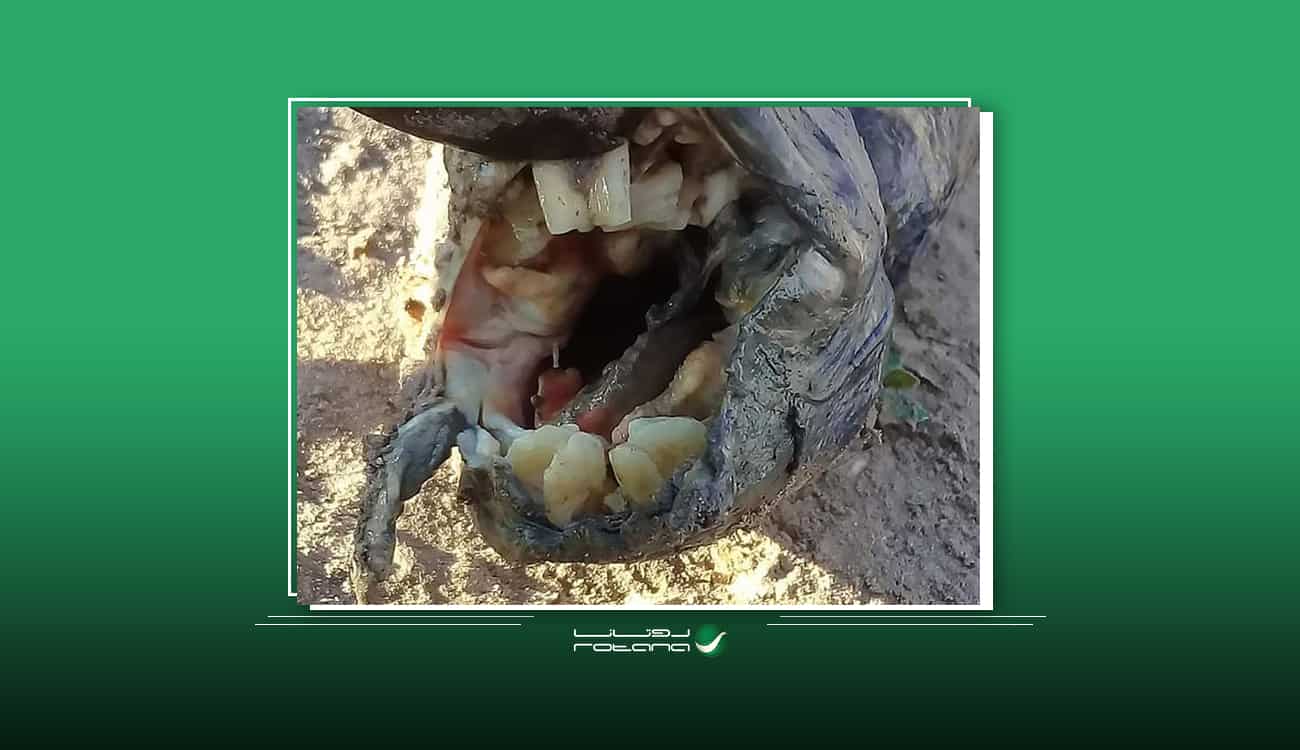 بالصور.. ظهور مخلوق غريب بأسنان بشرية