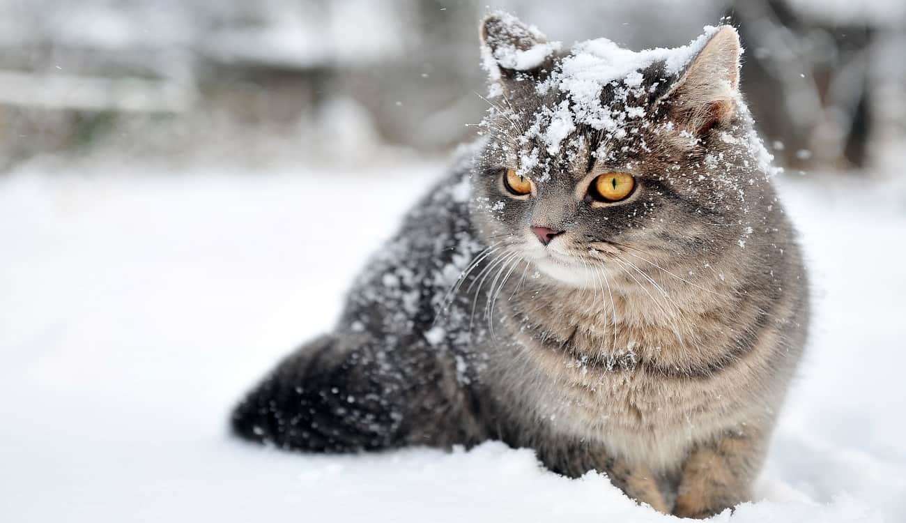 بالصور.. قصة نجاة مدهشة.. قطة دفنت تحت جبل من الثلج