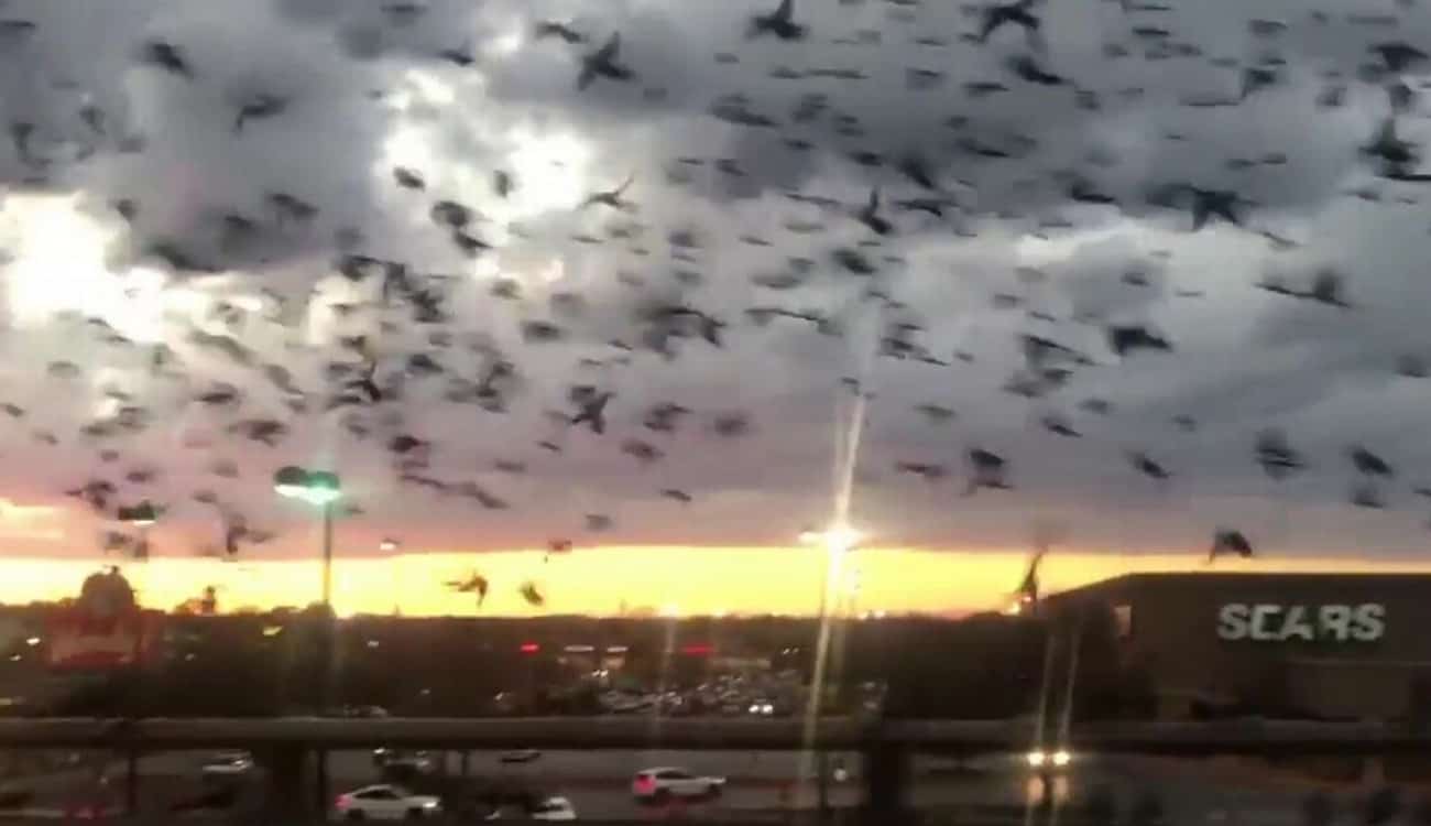 بالفيديو.. الطيور تحجب أشعة الشمس وتغلق الطرق بأمريكا