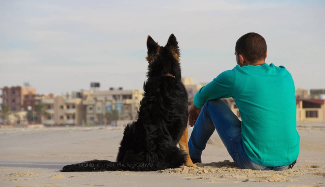 دراسة: الكلاب تنهي علاقات أصحابها بشركاء حياتهم!