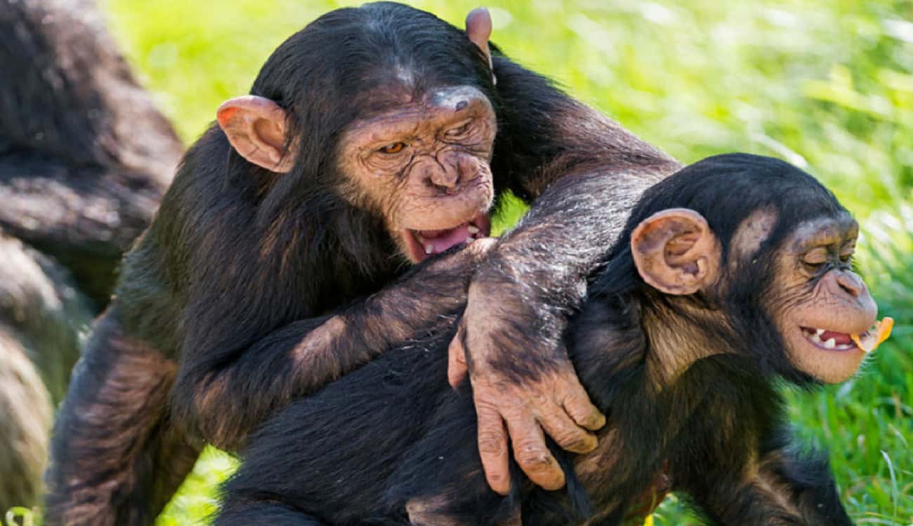 دراسة.. الشمبانزي والإنسان تجمعهم لغة واحدة