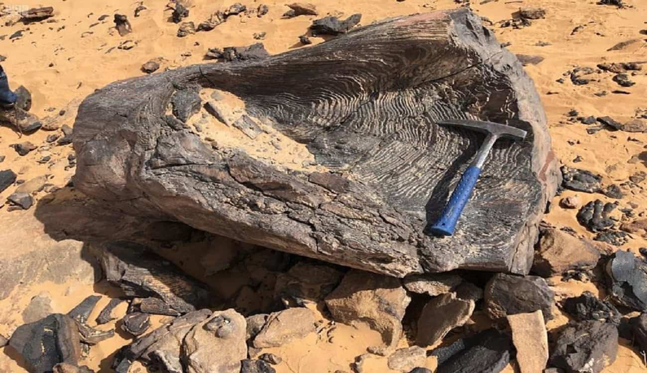 عمرها 420 مليون سنة.. اكتشاف أحفورة طحالب عملاقة بوادي الدواسر