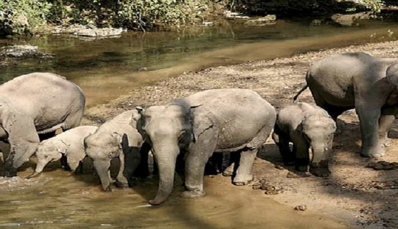 بالفيديو.. الفيل الغاضب يدمر بلدة صينية بعد فشله في العثور على أنثاه
