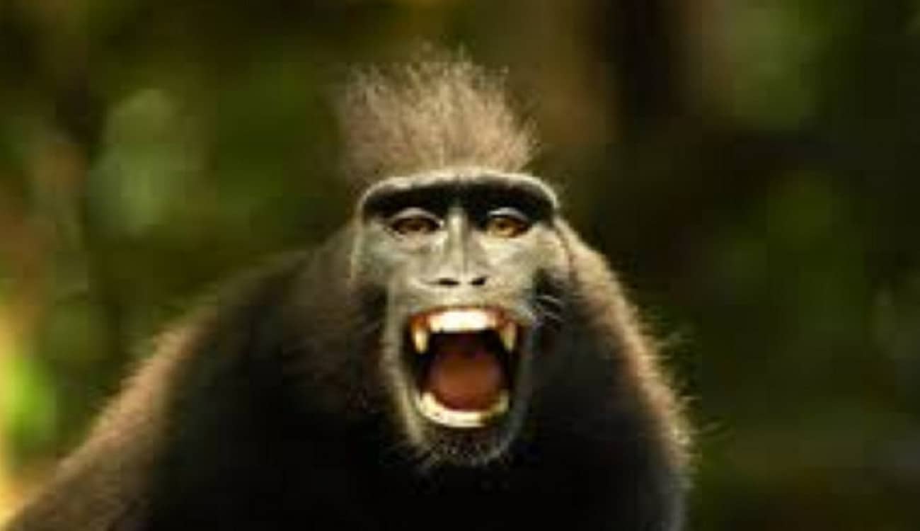تسببت في أحداث مروعة.. القردة تثير الرعب في الهند