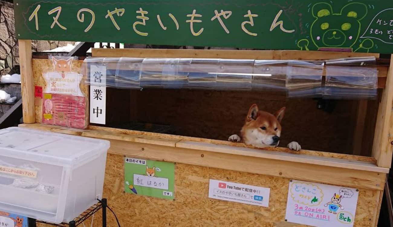 بالفيديو.. الكلب إينو يبيع البطاطا في اليابان