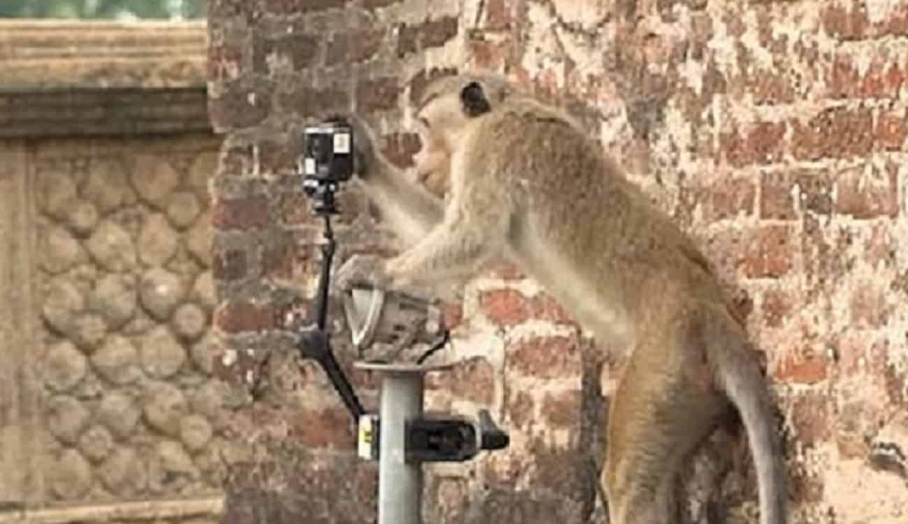 بالفيديو.. عصابة القردة تسرق كاميرات التصوير وتصنع فيلما خاصا بها