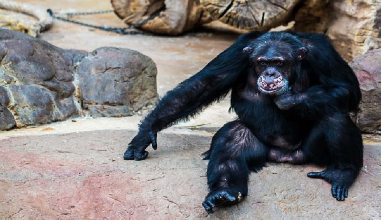 بسبب المخدرات.. شمبانزي يأكل ذراعه