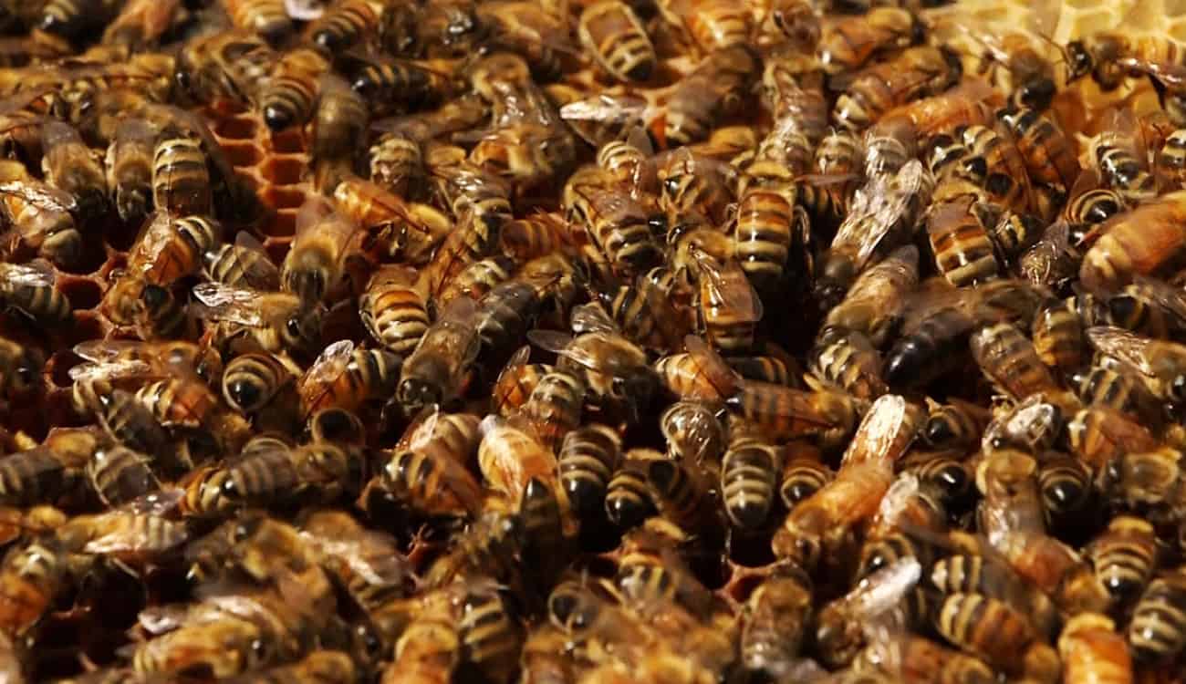 لا يخشى لسعاتهم.. فيديو صادم لرجل يأكل النحل حيًا