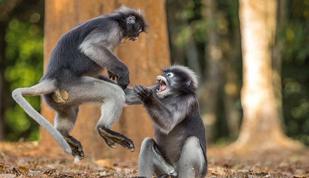 معركة "كونغ فو" بين القرود تثير اهتمام السوشيال ميديا