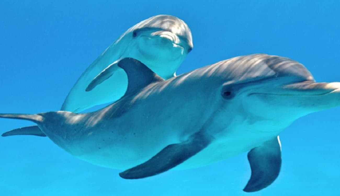 بالصور.. أنثى دلفين تسبح برضيعها الميت على ظهرها.. حزنا عليه