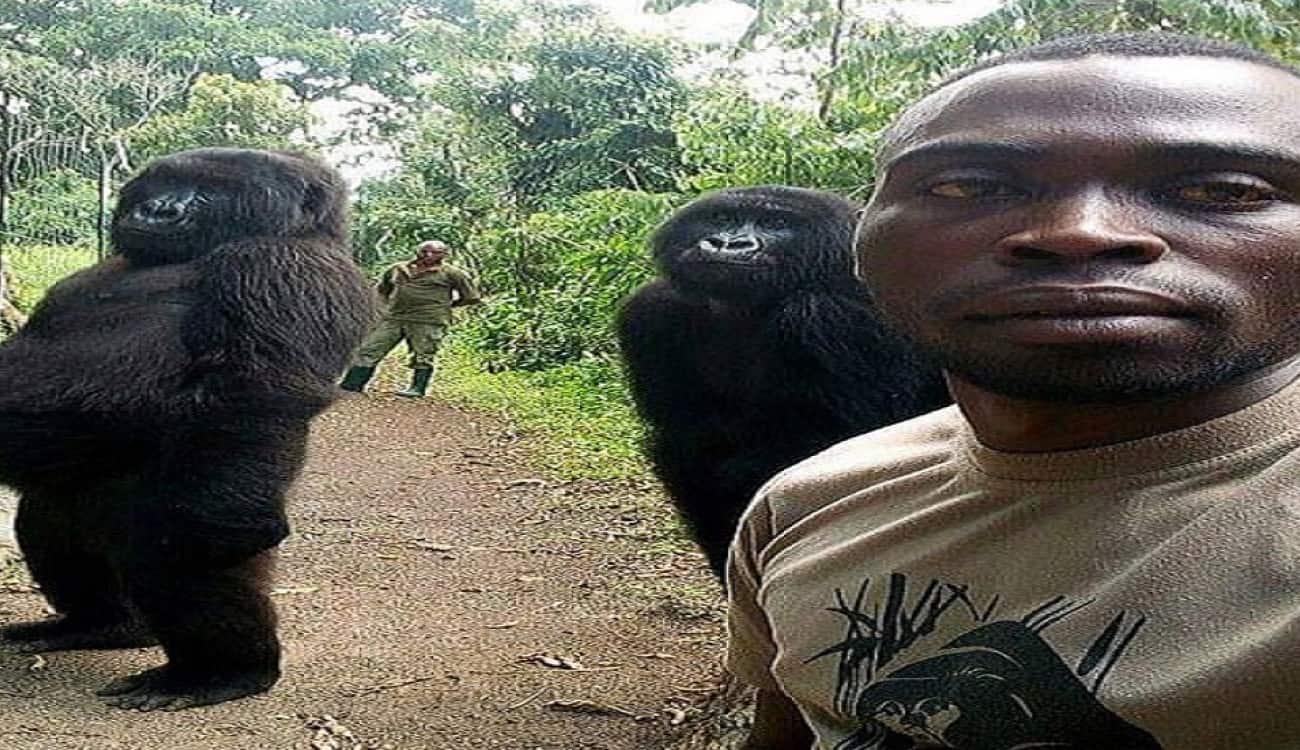 بالصور.. سيلفي الغابة في الكونغو يثير ضجة على الإنترنت