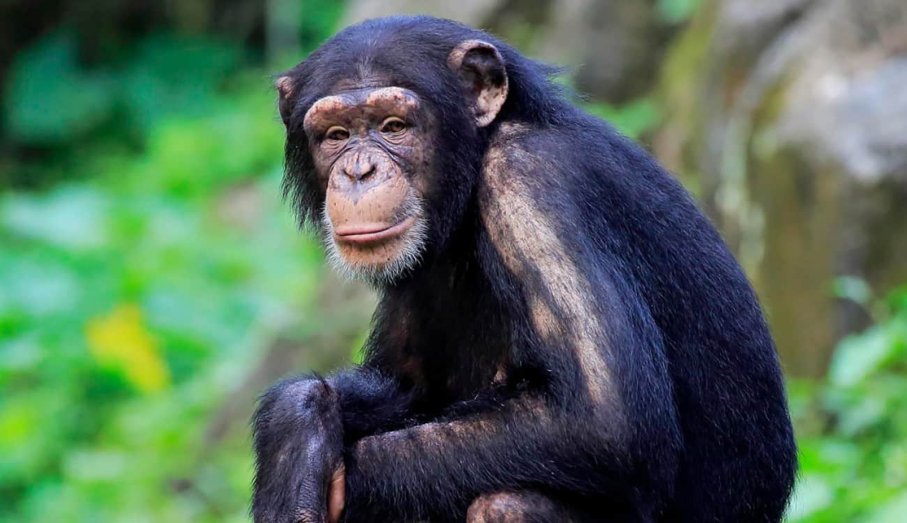 بالفيديو: شمبانزي يتصفح "إنستقرام" على هاتف ذكي .. وحقوق الحيوان خائفة!