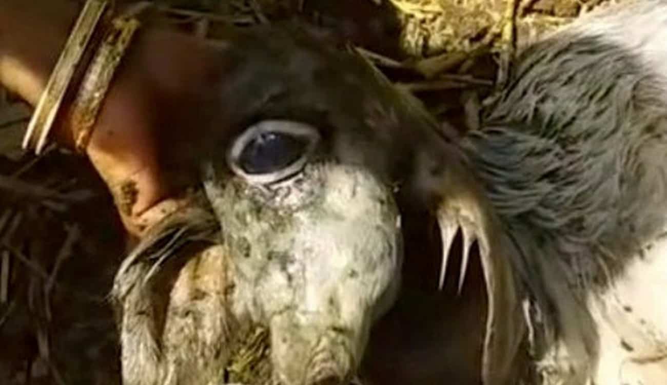 بالفيديو.. ظهور البقرة المعجزة في الهند بعين واحدة ودون أنف!