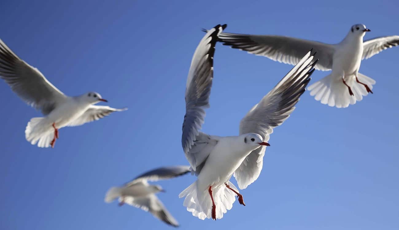 فيديو يشعل "السوشيال ميديا".. "طيور النورس" تقدم نشرة مرور لندن!