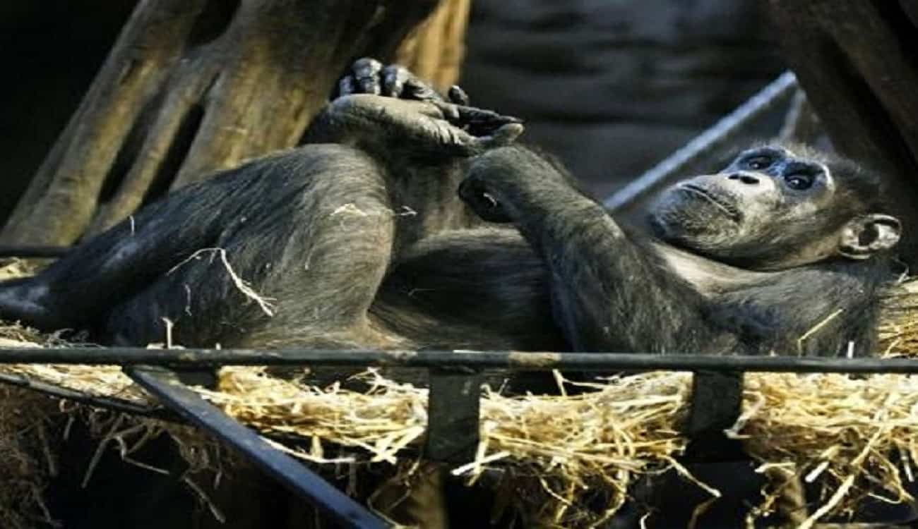 دراسة: أسرَّة الشمبانزي أكثر نظافة من نظيرتها البشرية