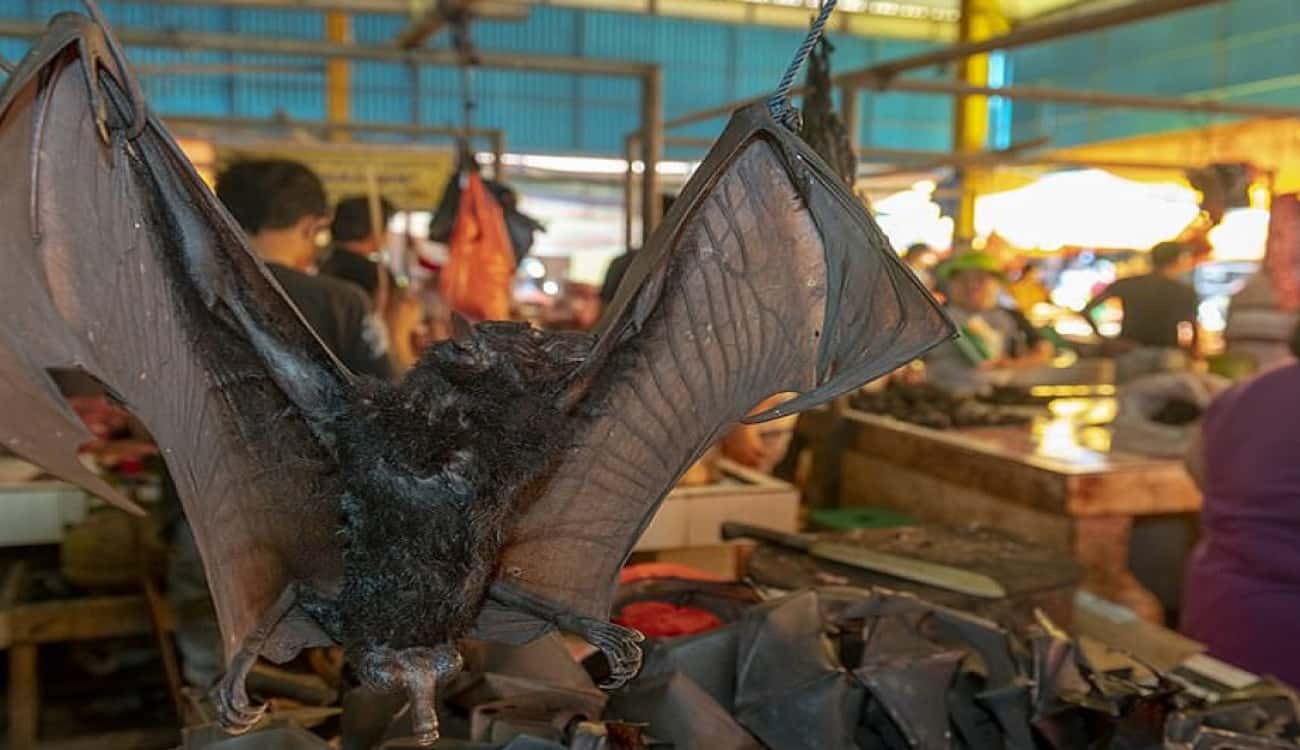 بالصور.. لحوم الخفافيش والثعابين في أسواق سيئة السمعة بمباركة حكومية