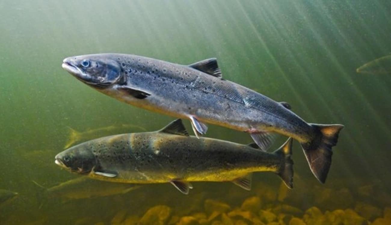 10 آلاف ريال عقوبة المخالف.. "البيئة" تحظر صيد هذا النوع من الأسماك
