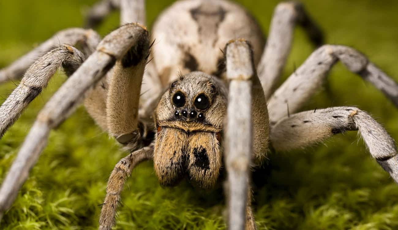 دراسة تكشف السبب الحقيقي لخوف البشر من العناكب