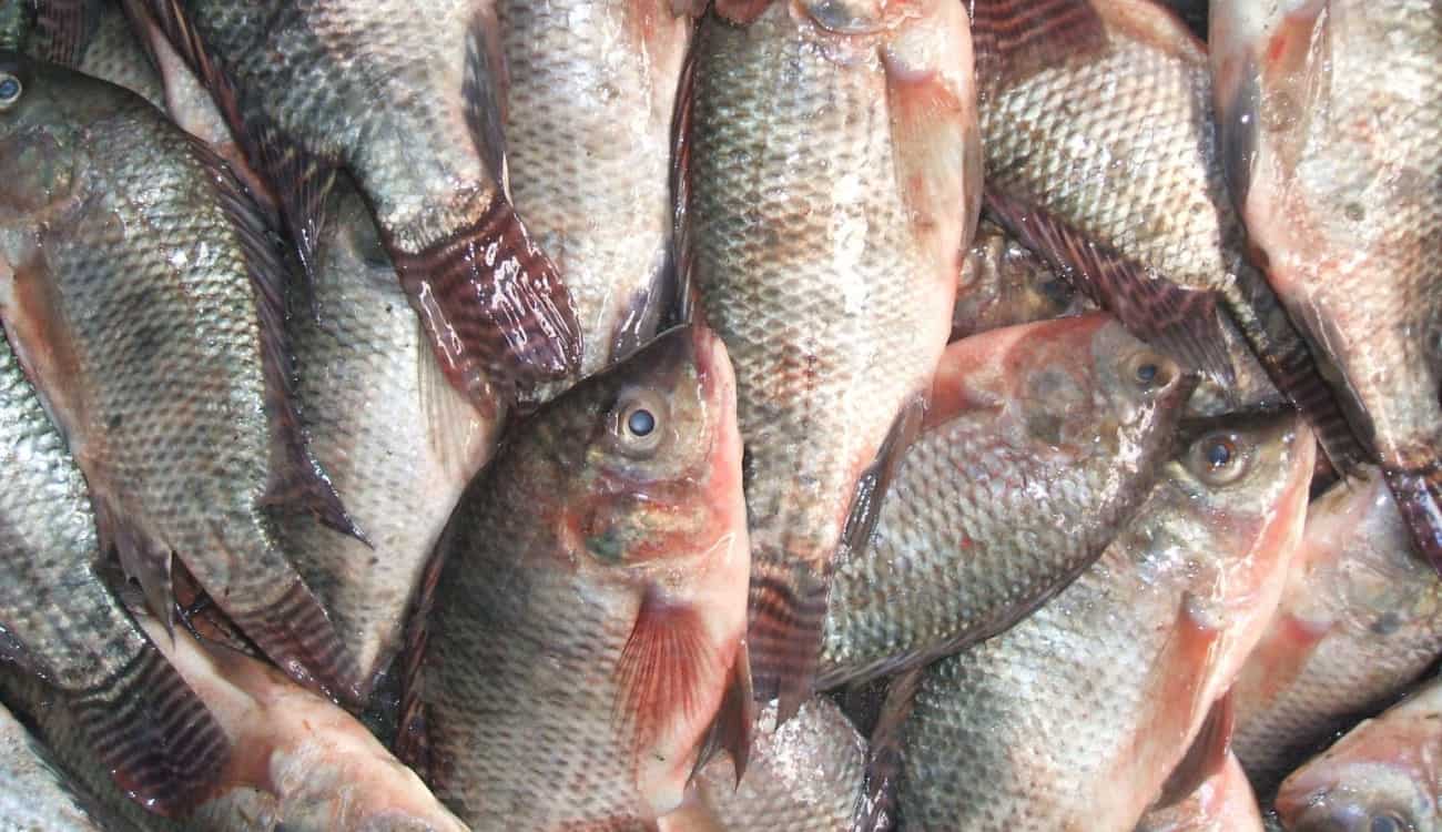 بالصور.. شركة تجبر موظفيها على أكل السمك "حياً" عقابًا على تقصيرهم