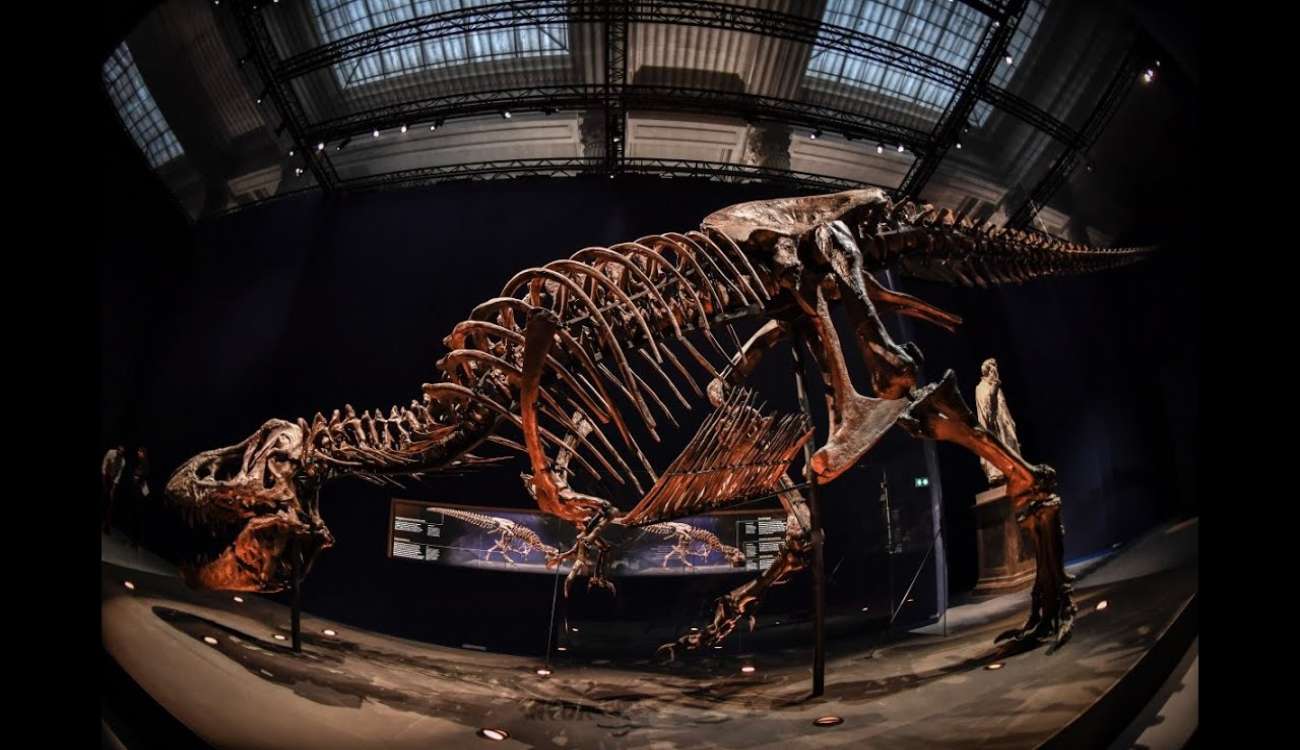 دبي تعرض هيكل ديناصور للبيع في مزاد علني.. لن تصدق سعره