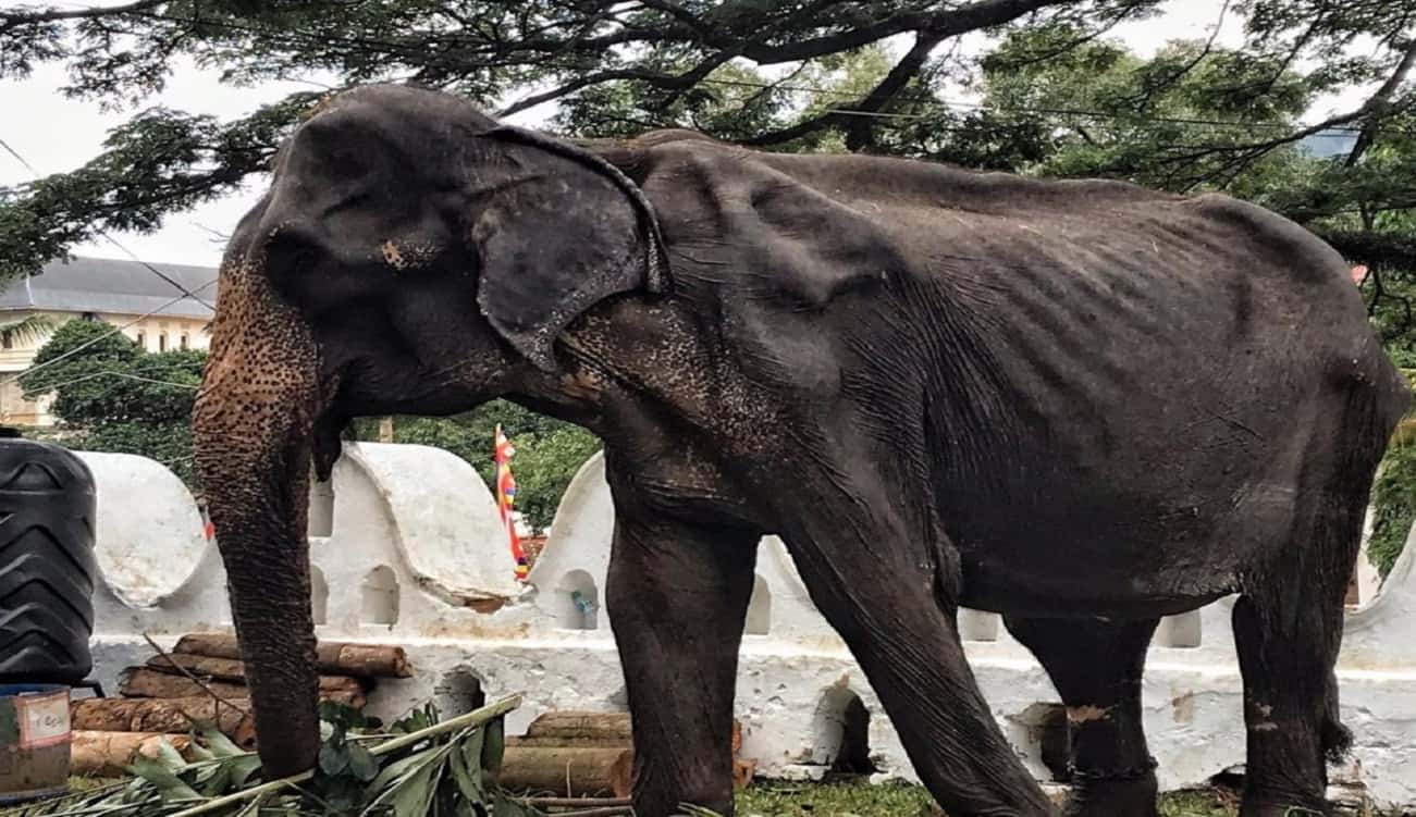 صور مروعة توثق آثار تعذيب فيل من أجل الترفيه!