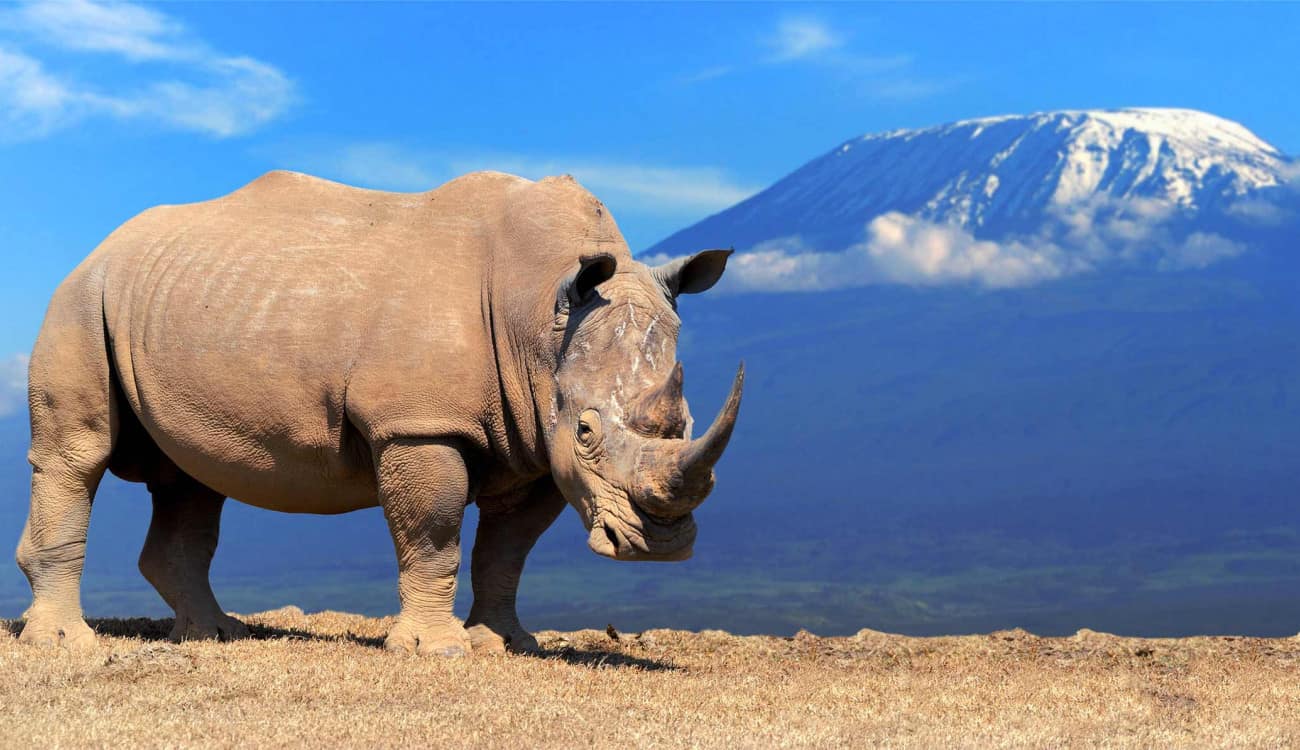 فيديو مرعب.. هجوم شرس من وحيد القرن على فوج سياحي