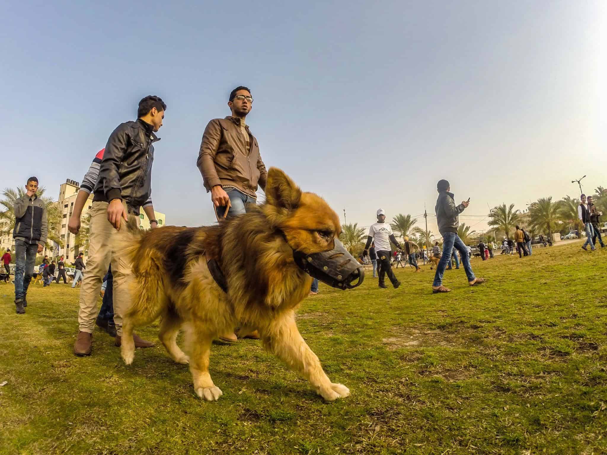 أول مدرسة لتدريب الكلاب في غزة