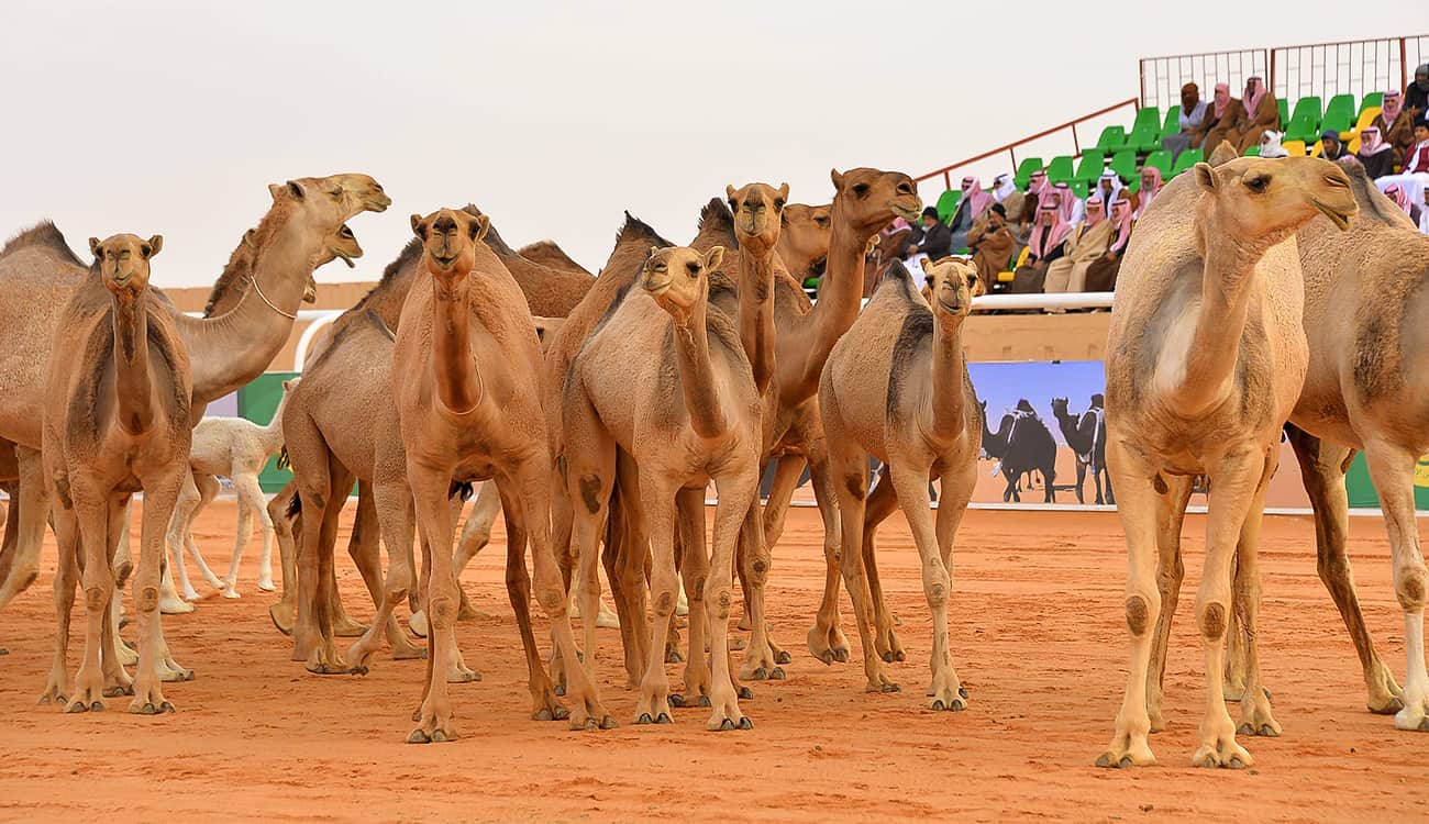 إنطلاق فعاليات مهرجان الملك عبدالعزيز للإبل