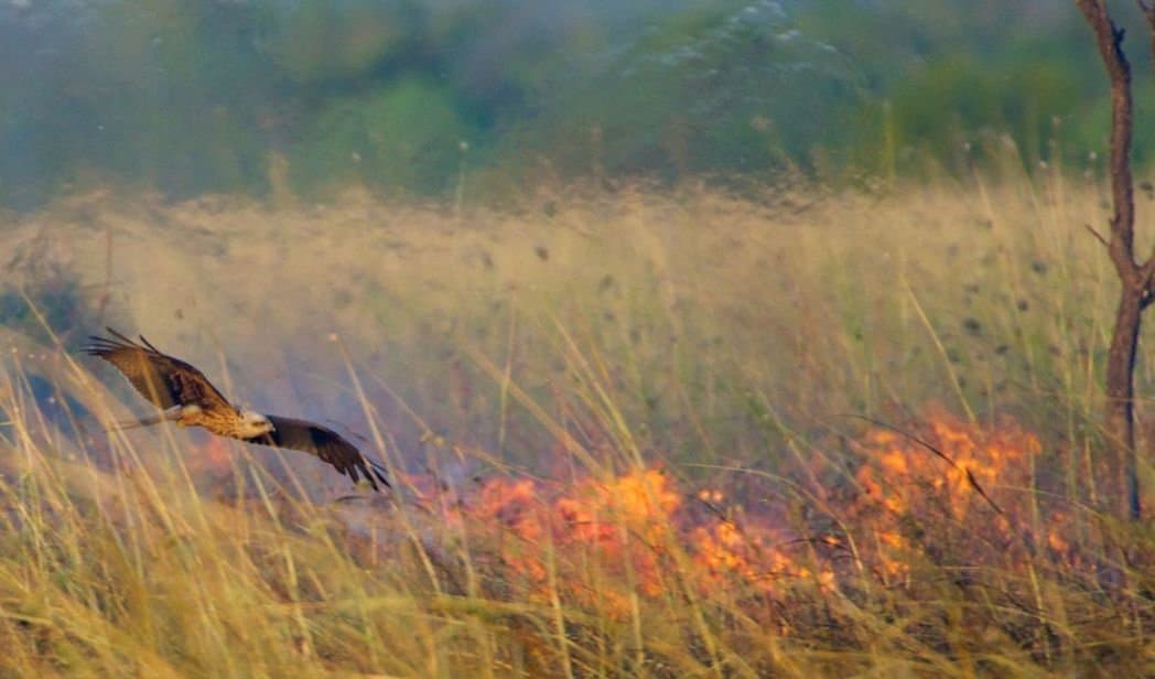 من هو طائر "الحدأة" المتهم بانتشار حرائق أستراليا؟