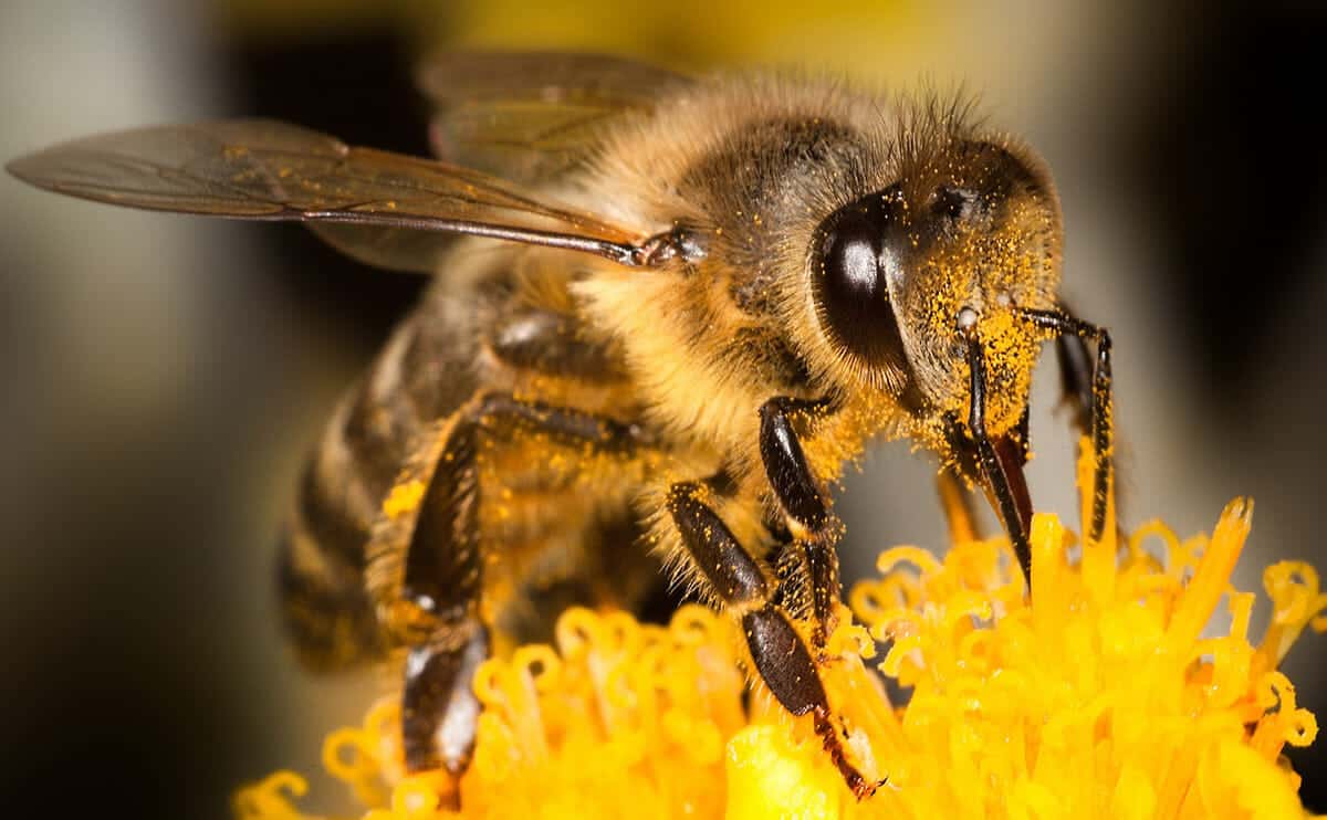 مجموعة من النحل تتعاون لفتح غطاء قارورة عسل!