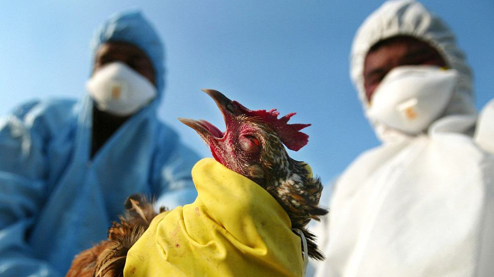 الفليبين تعلن ظهور فيروس إنفلونزا الطيور شديد العدوى